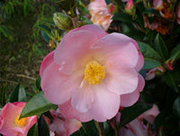 Camellia Nicky Crisp