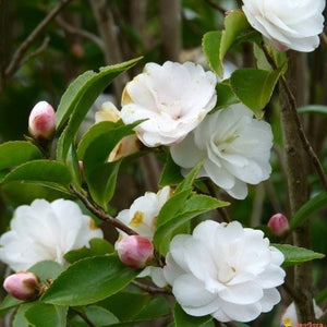 Camellia Cinnamon Cindy