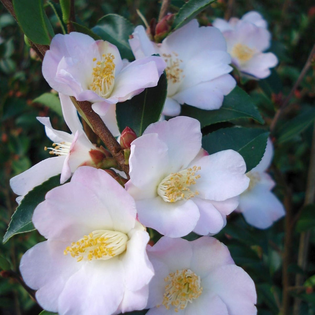 Camellia Fairy Blush