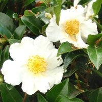 Camellia sasanqua Setsugekka