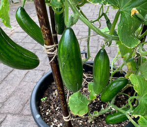 Ican Cucumber Prolific Mini