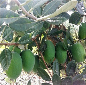 Feijoa Sherbet