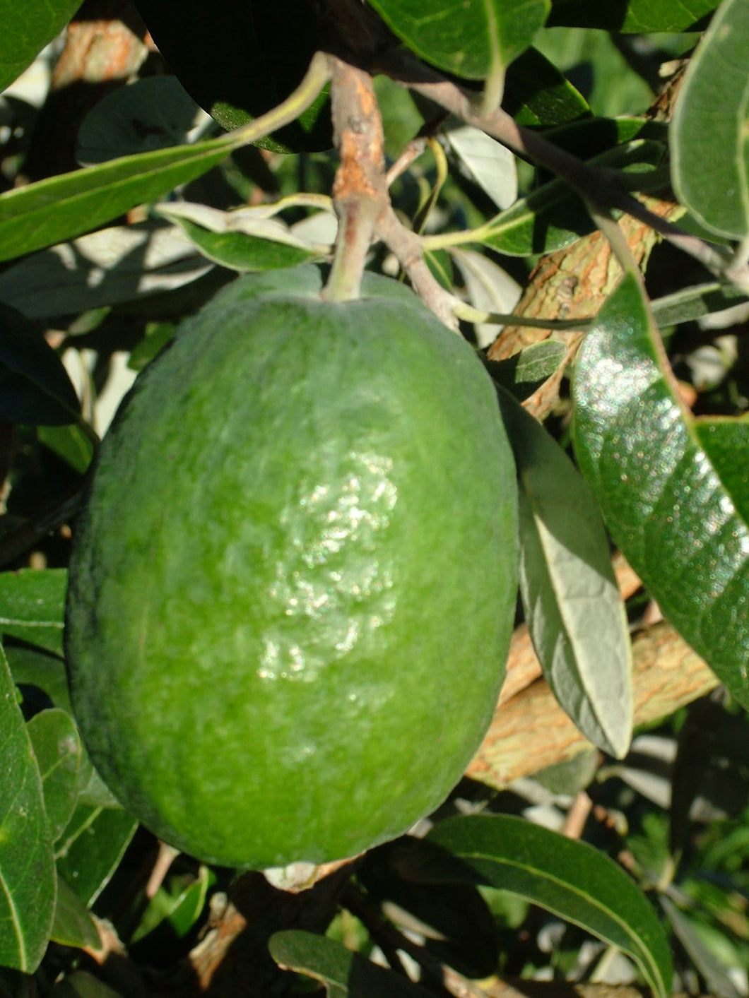 Ican Havest Feijoa Takaka