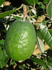 Ican Harvest Feijoa Takaka