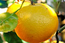 Citrus Grapefruit Golden Sp.