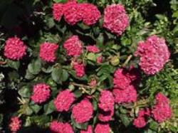 Hydrangea Raspberry Crush 8L