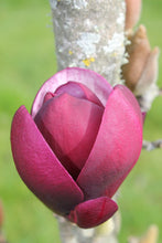 Load image into Gallery viewer, Magnolia Sentry P18
