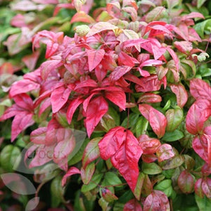 Nandina Firepower