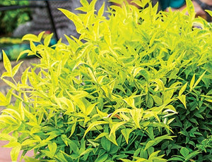 Nandina Magical Lemon & Lime