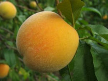 Load image into Gallery viewer, Peach Golden Queen
