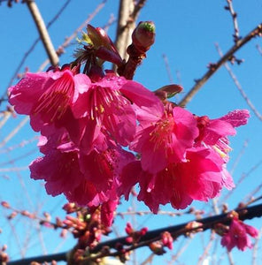 Prunus campanulata Felix Jury