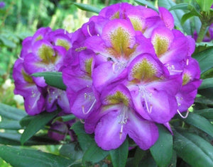 Rhododendron Bluebell