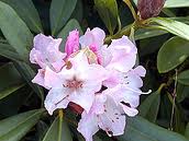 Rhododendron Christmas Cheer