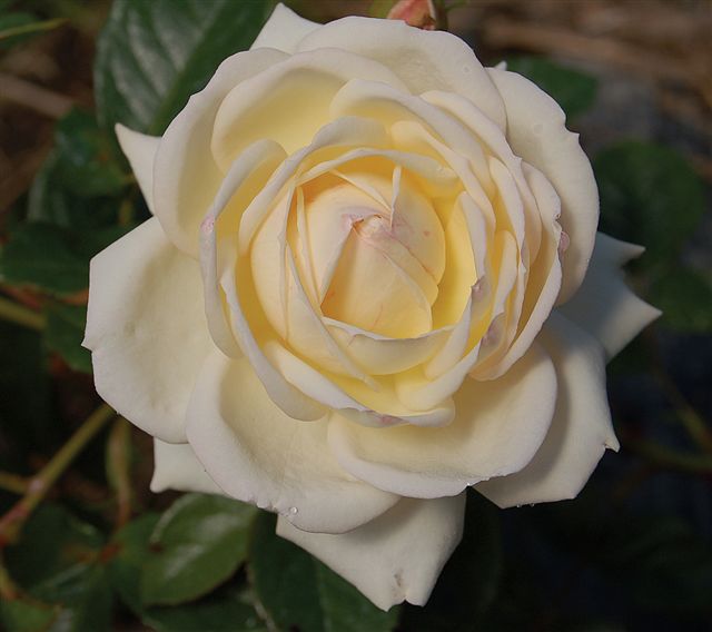 Sir Edmund Hillary climbing rose