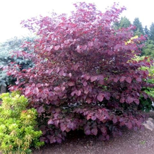 Cercis Can Forest Pansy