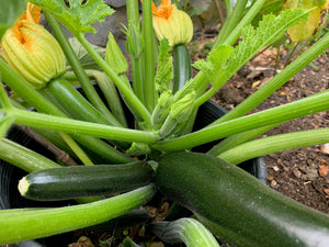 Ican Courgette Leader