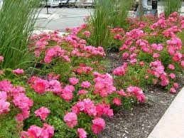 Rose Flower Carpet Pink