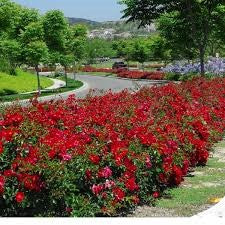 Rose Flower Carpet Red