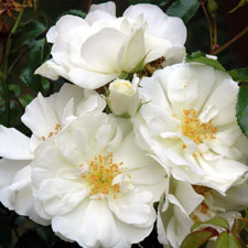 Rose Flower Carpet White