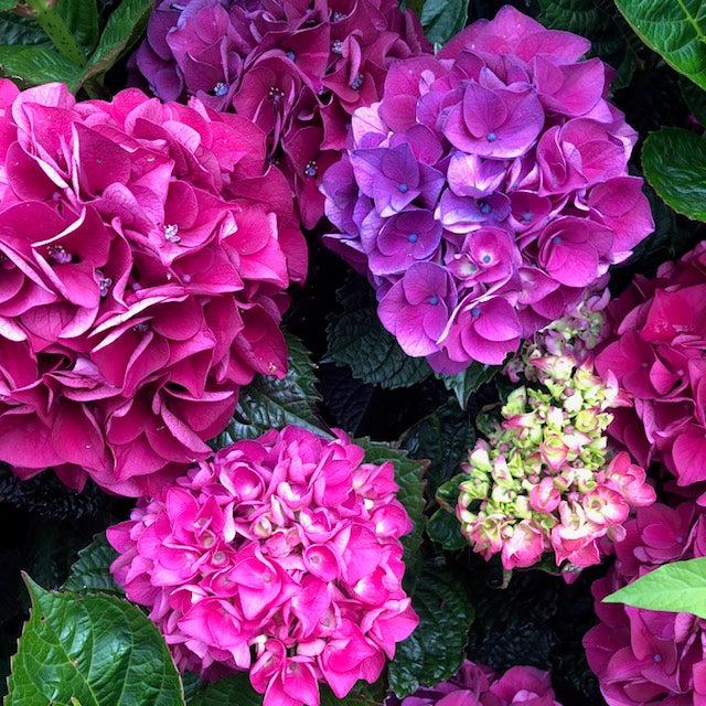 Hydrangea Bloody Marvellous