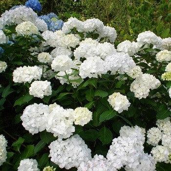 Hydrangea Bridal Bouquet 8L