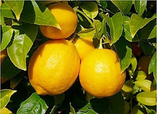 Load image into Gallery viewer, Ican Harvest Lotz of Lemons
