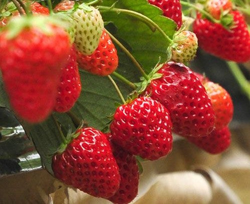 Potted Strawberry