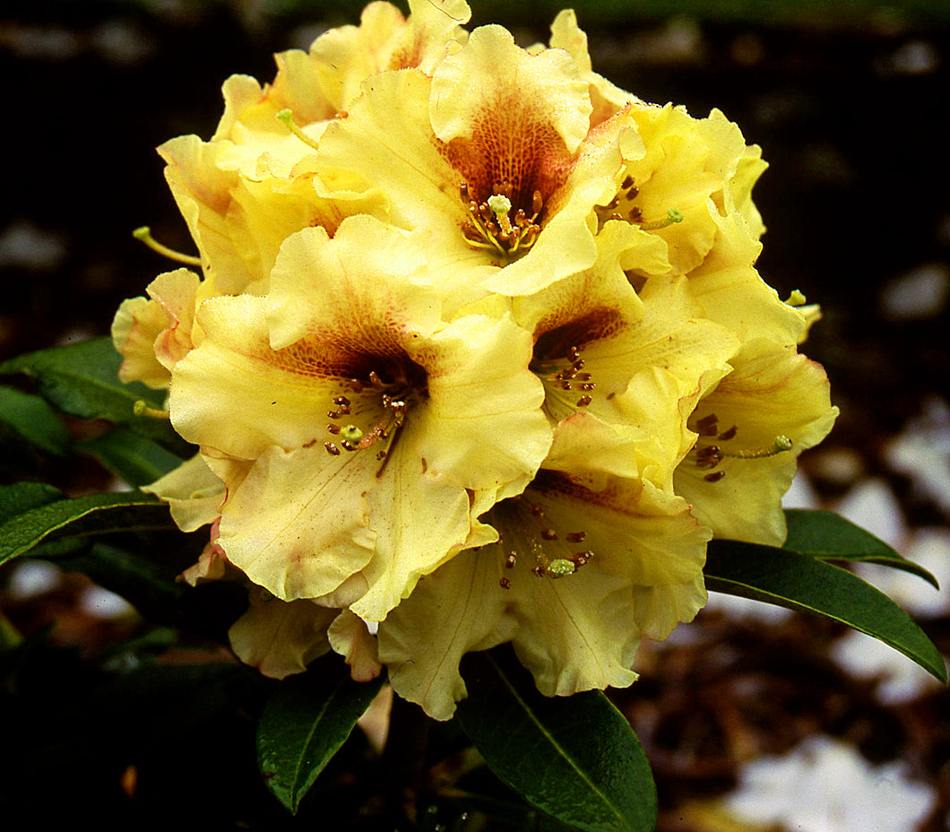 Rhododendron Tweety Bird